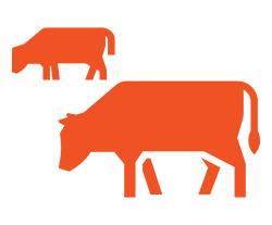 Cattle Feed