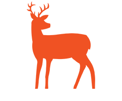 Deer Feed